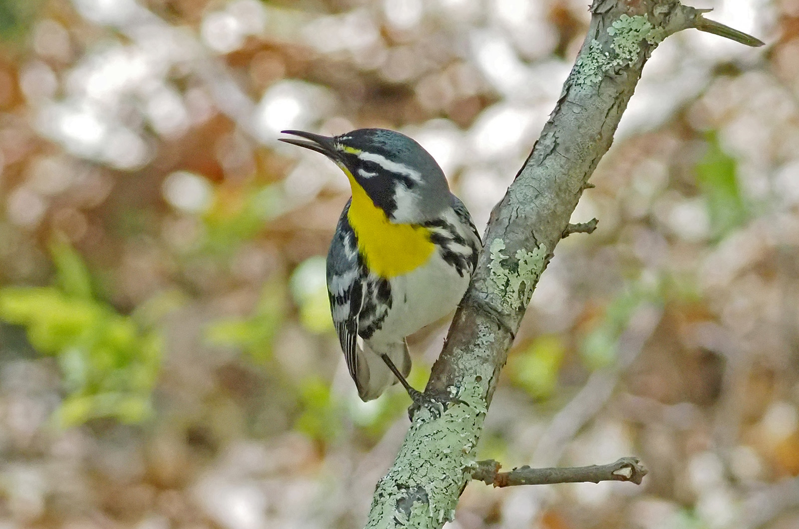 Yellow-throated warbler.