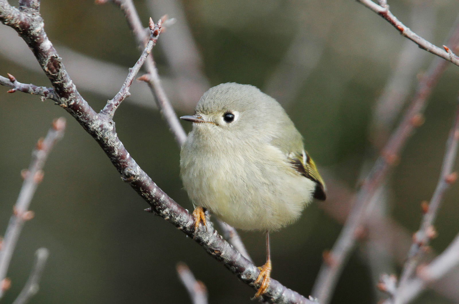 Ruby-crowned kinglet.