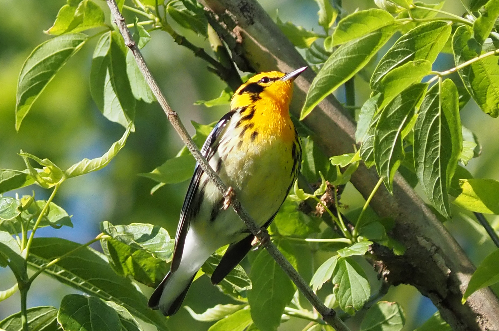 Blackburnian warbler.