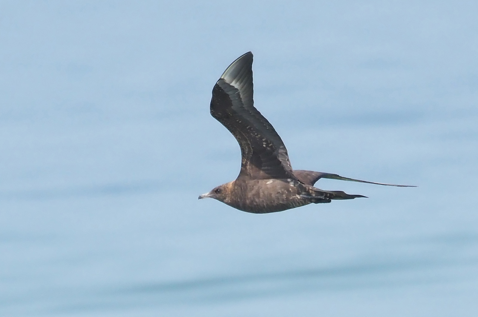 Parasitic jaeger.