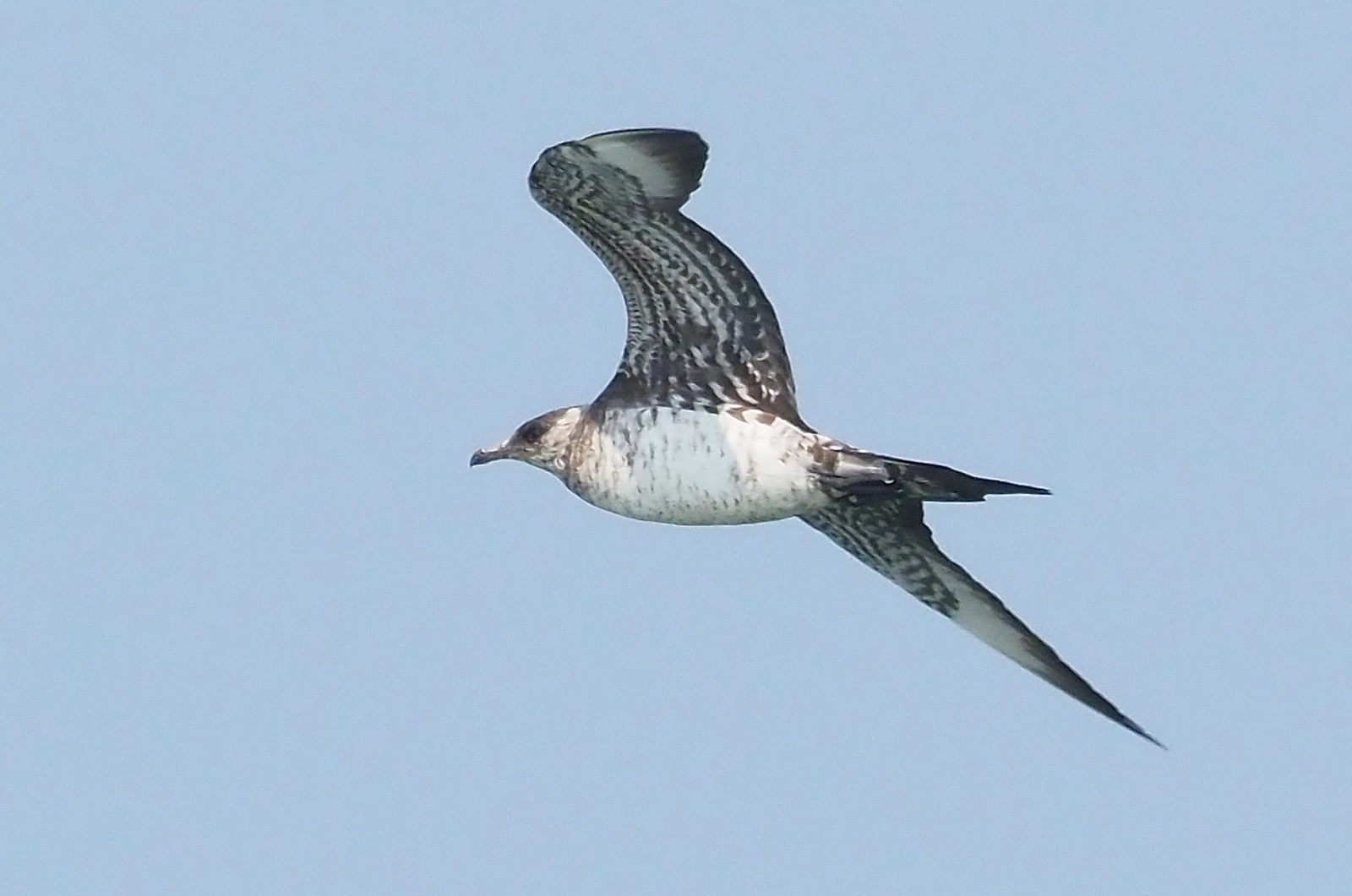 Parasitic jaeger.