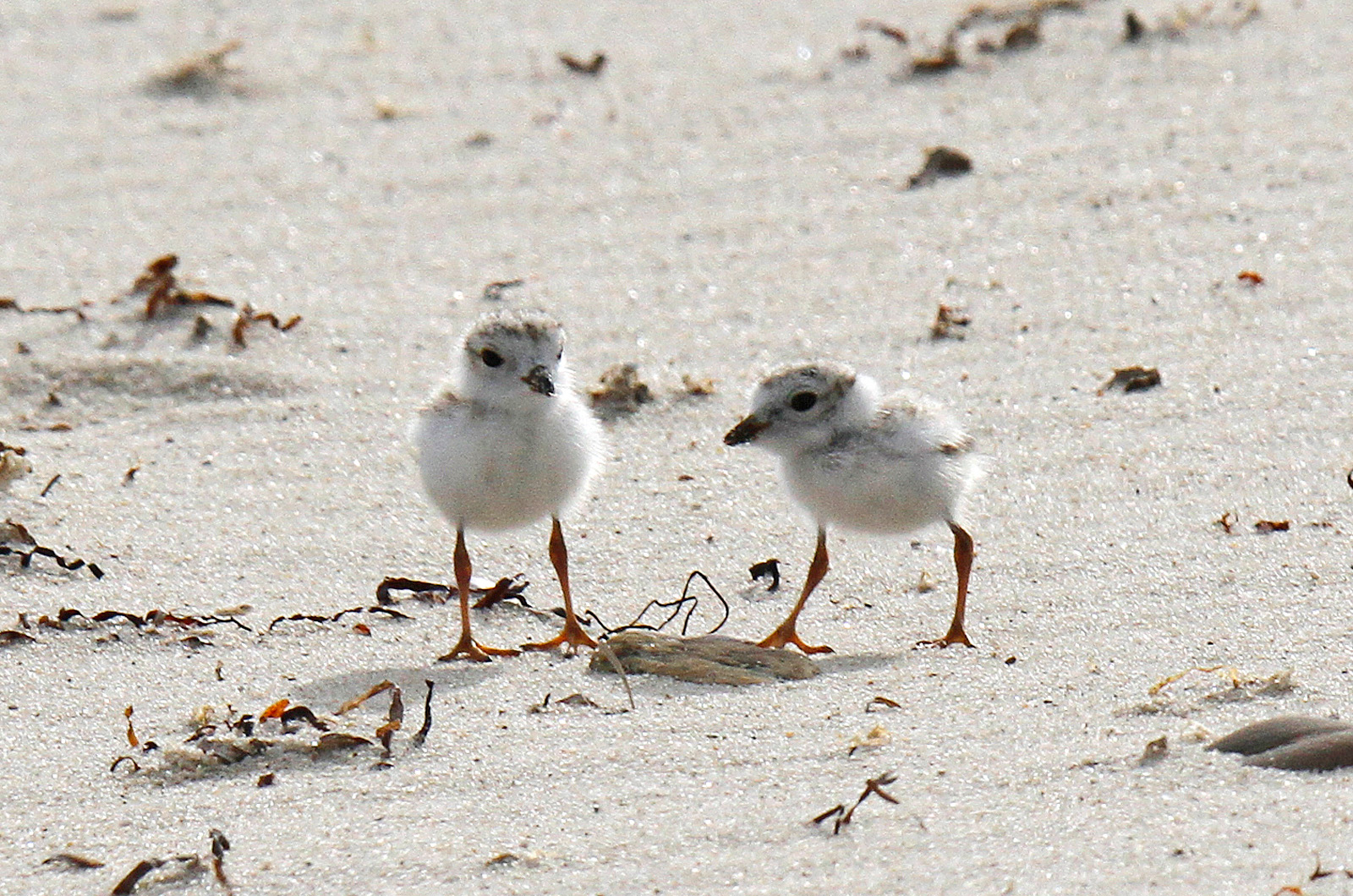 Piping plovers.