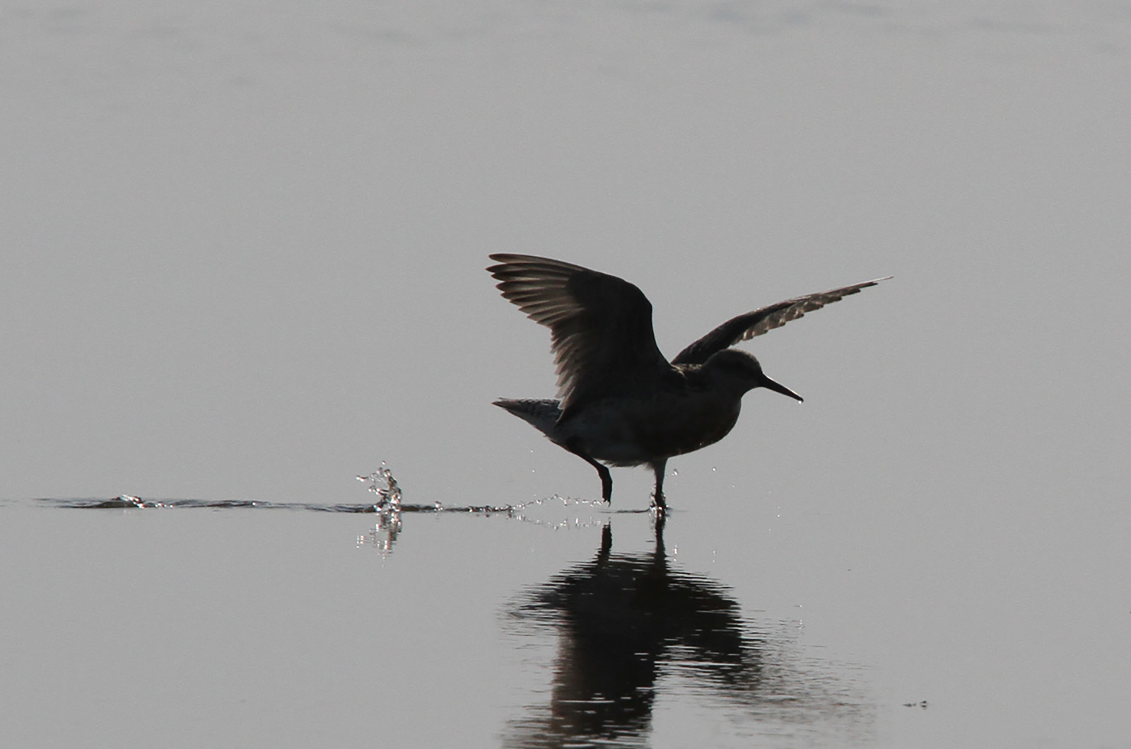 Red knot.