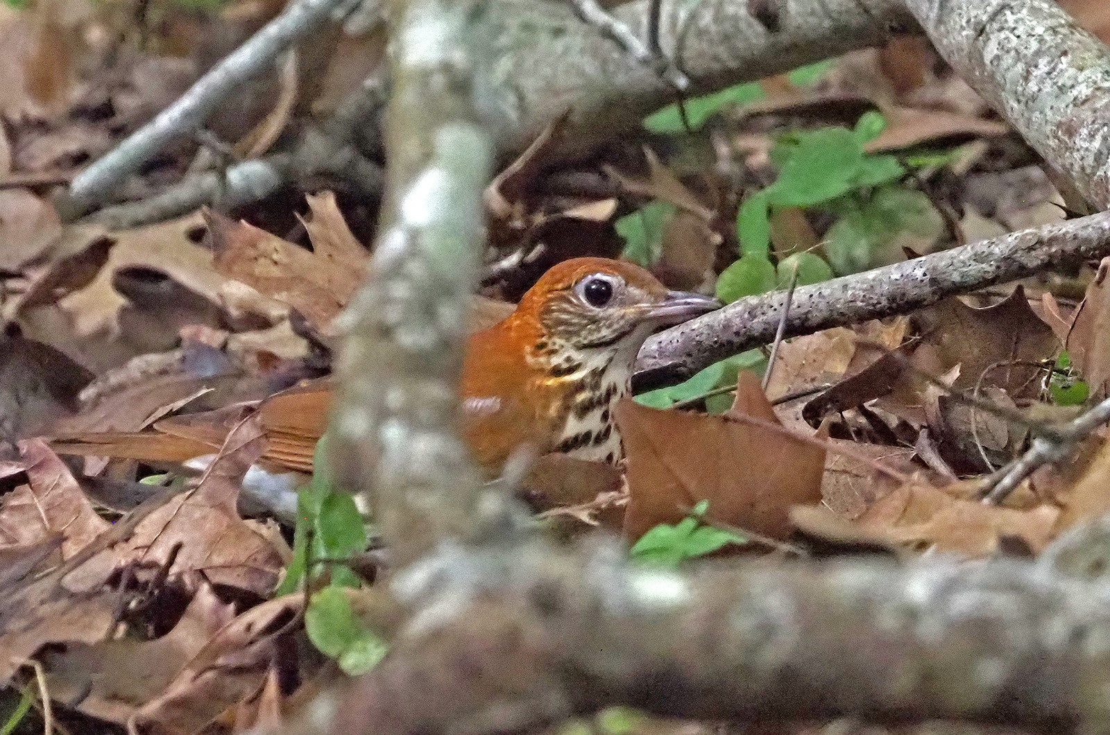 Wood thrush.