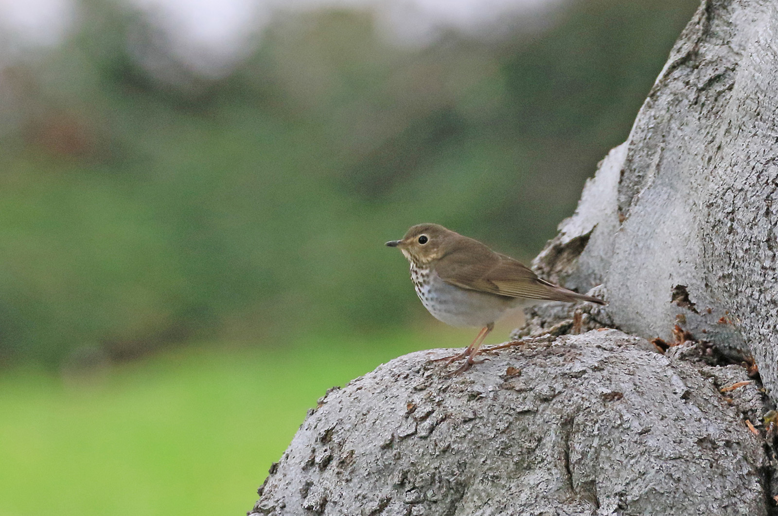 Swainson's thrush.