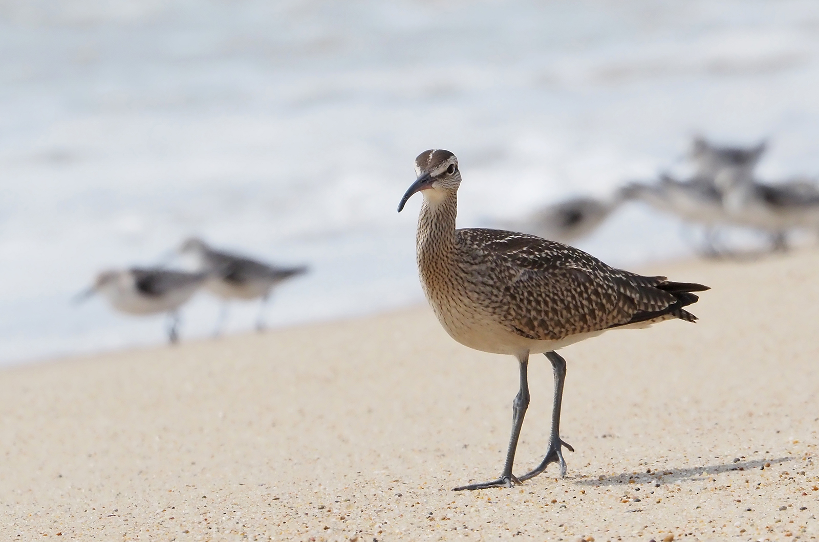 Whimbrel.