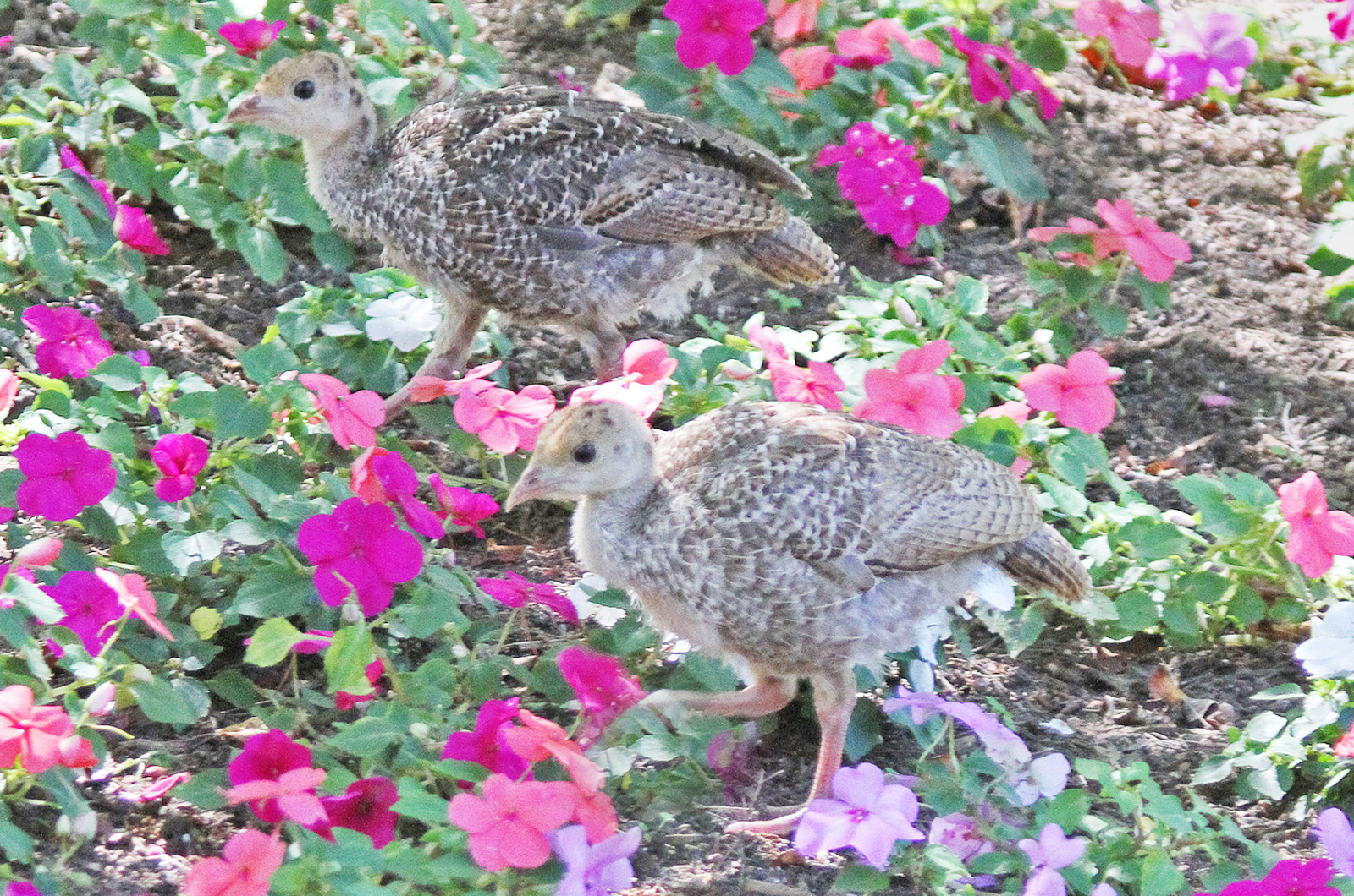 Wild turkeys.