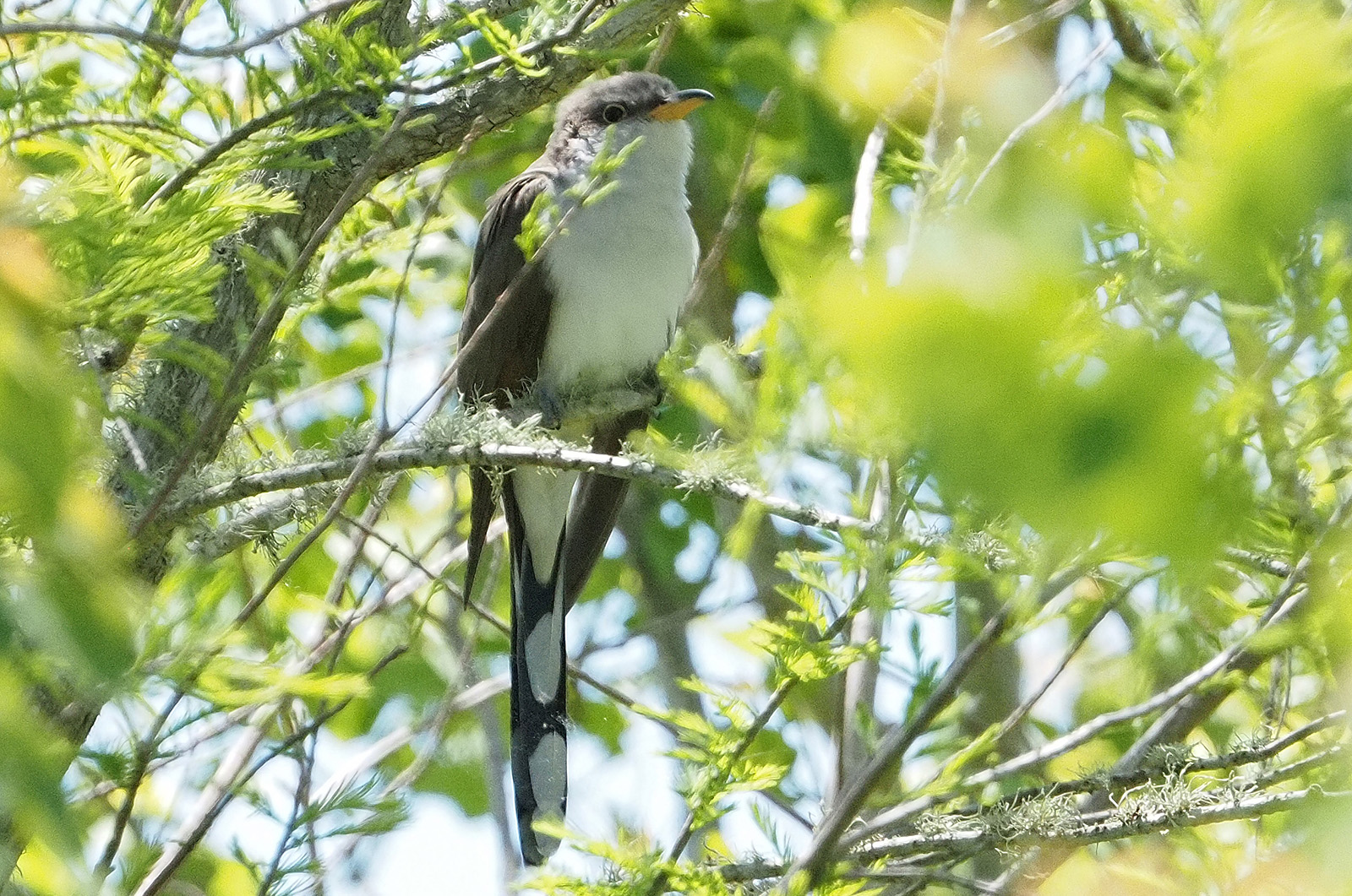 Yellow-billed cuckoo.