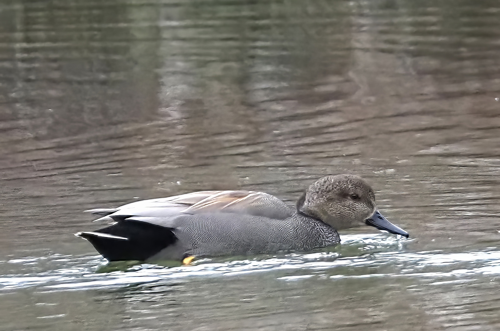 Gadwall.