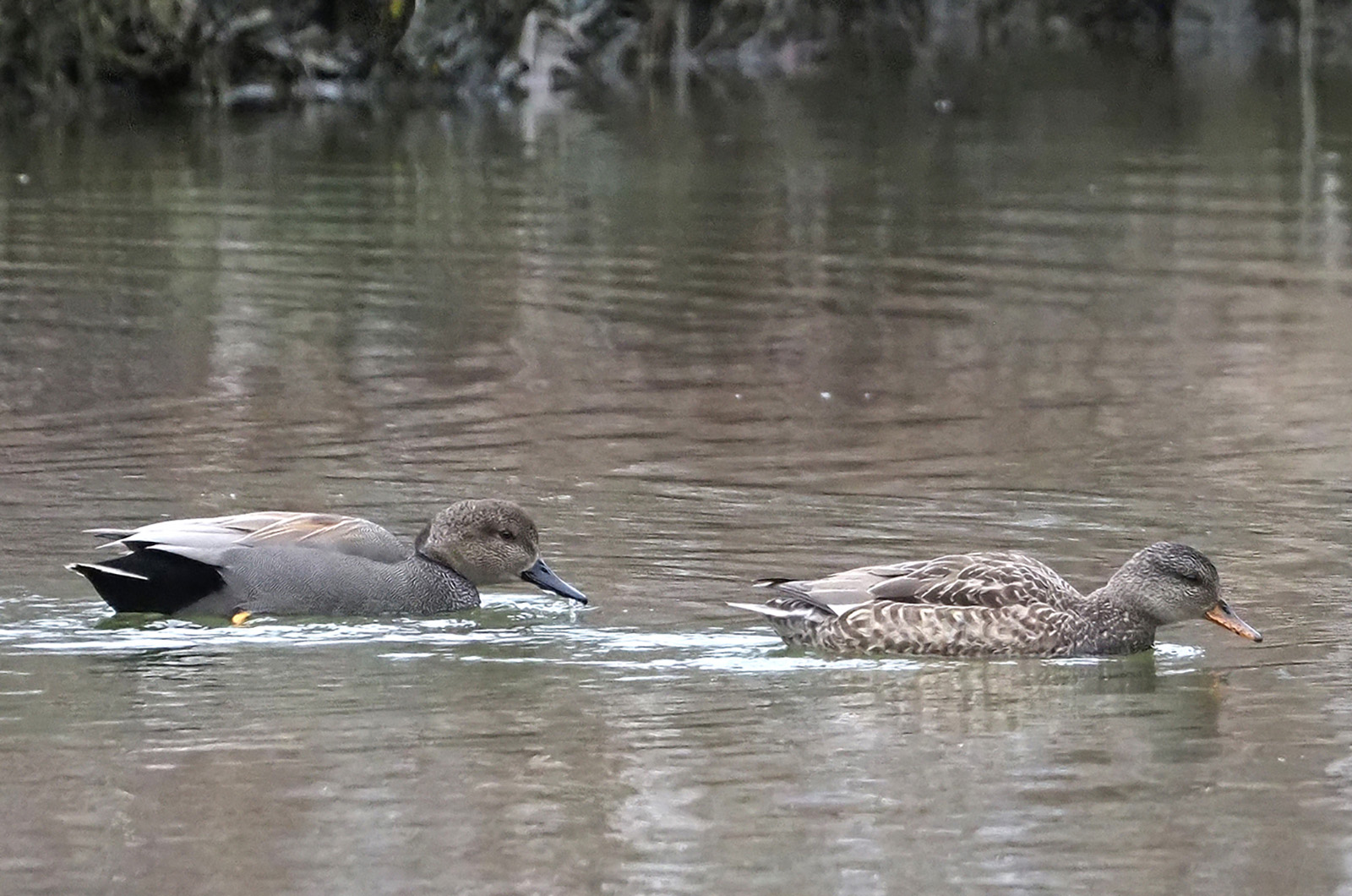 Gadwalls.