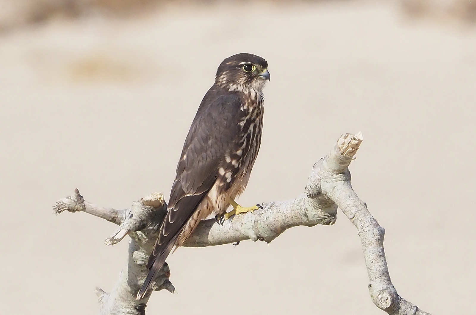 Merlin.