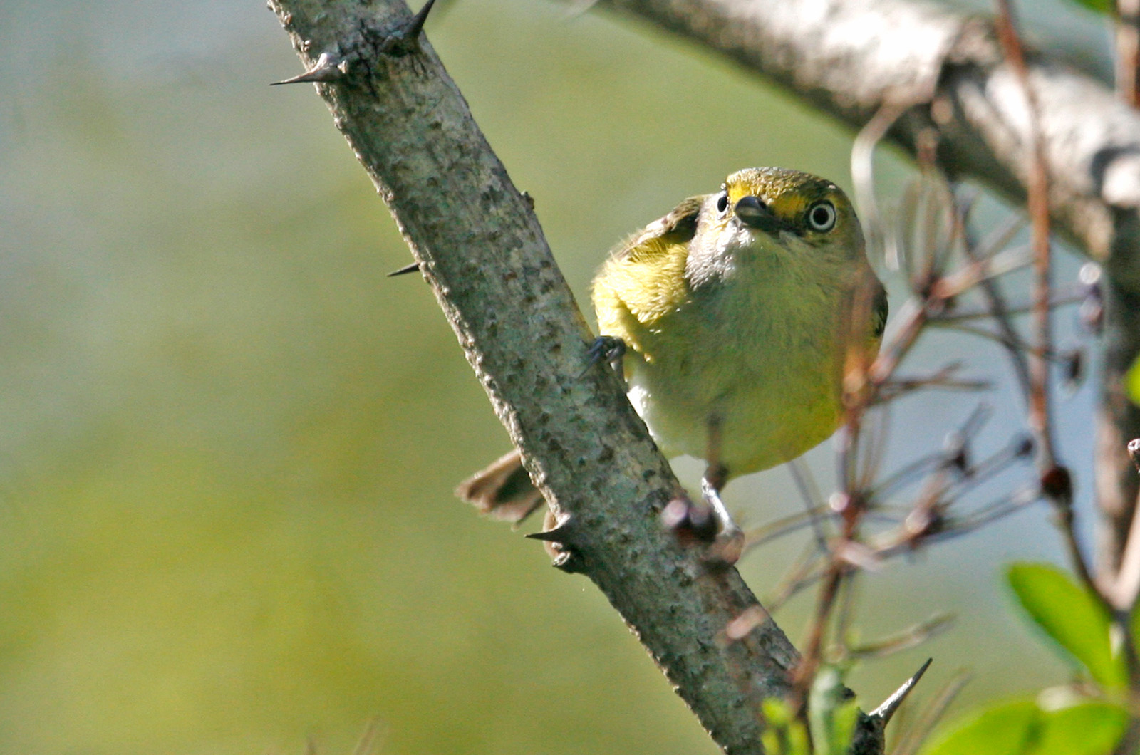 White-eyed vireo.