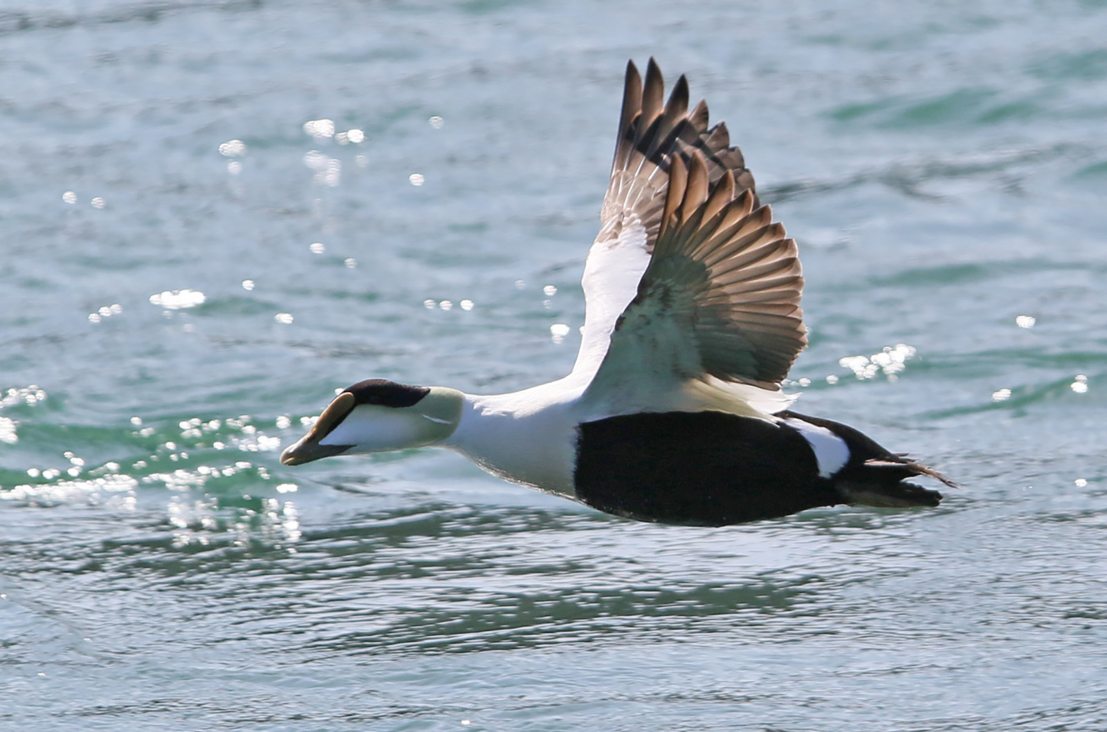 Common eider.