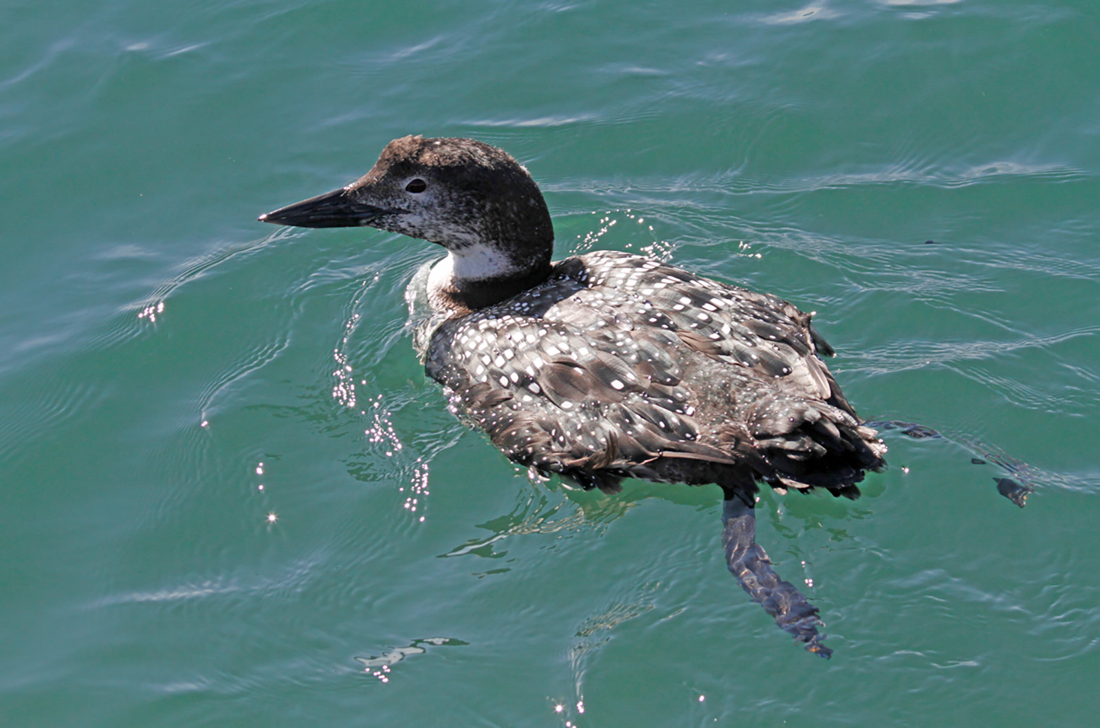 Common loon.