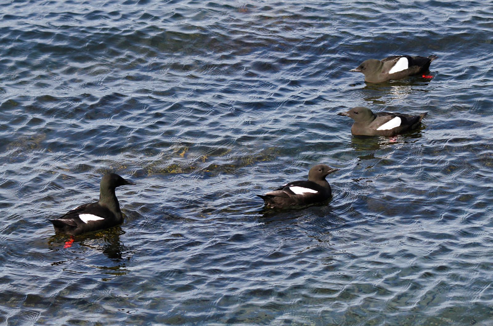 Black guillemot.