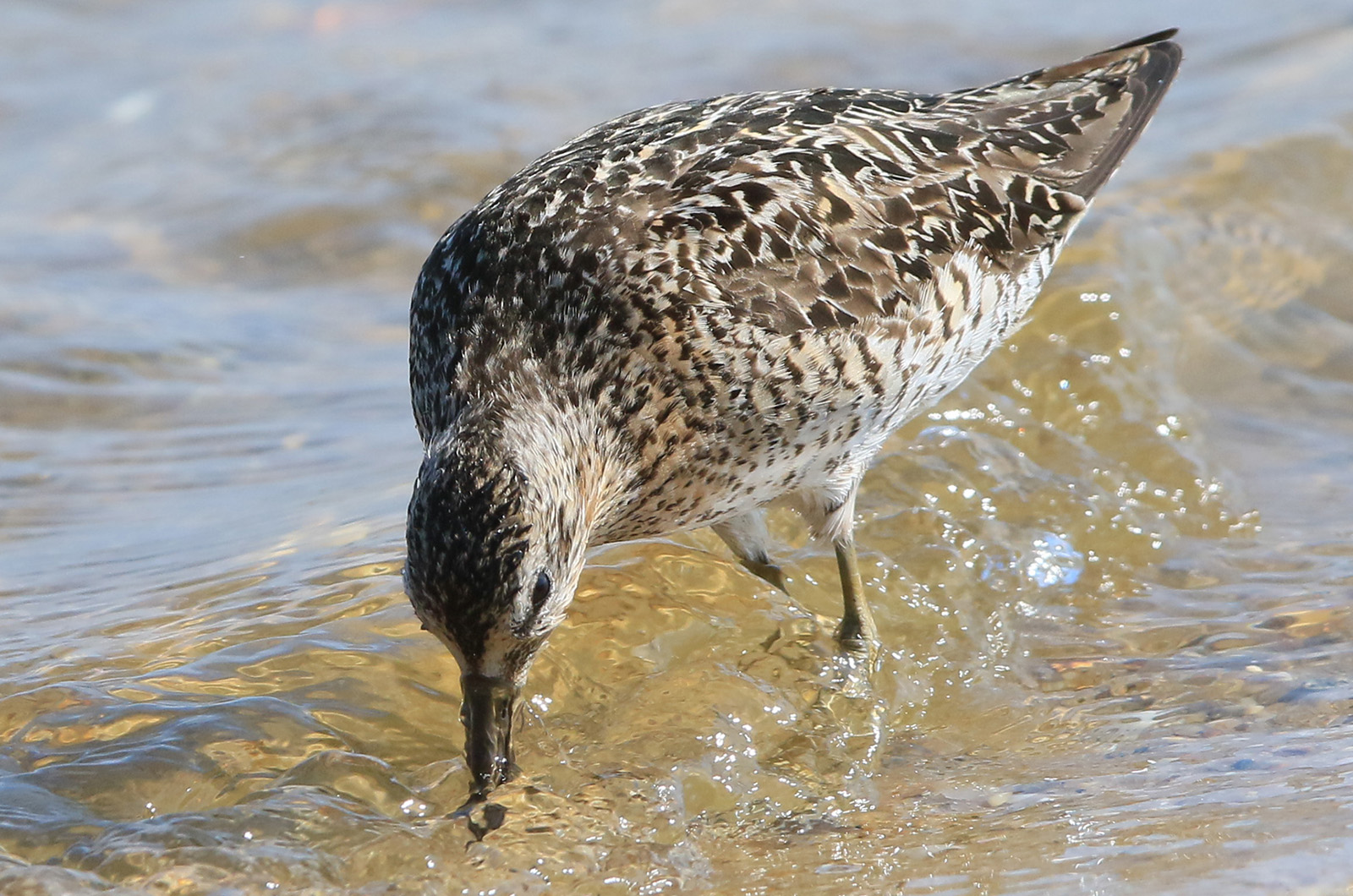 Short-billed dowitcher.