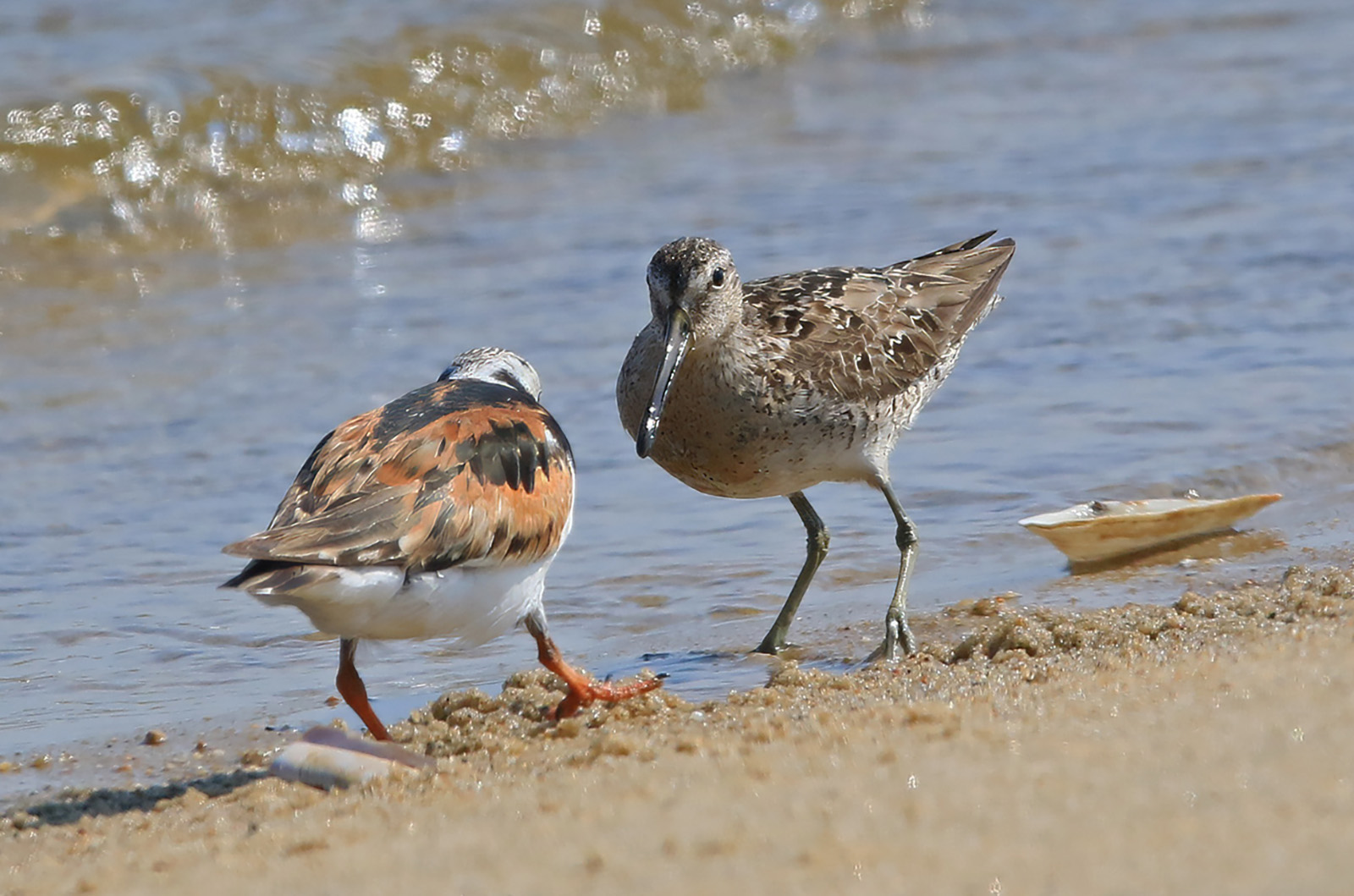 Short-billed dowitcher with ruddy turnstone.