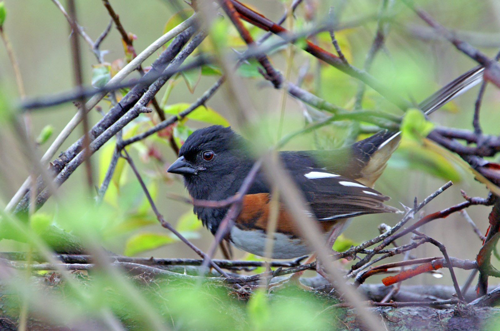 Eastern towhee.