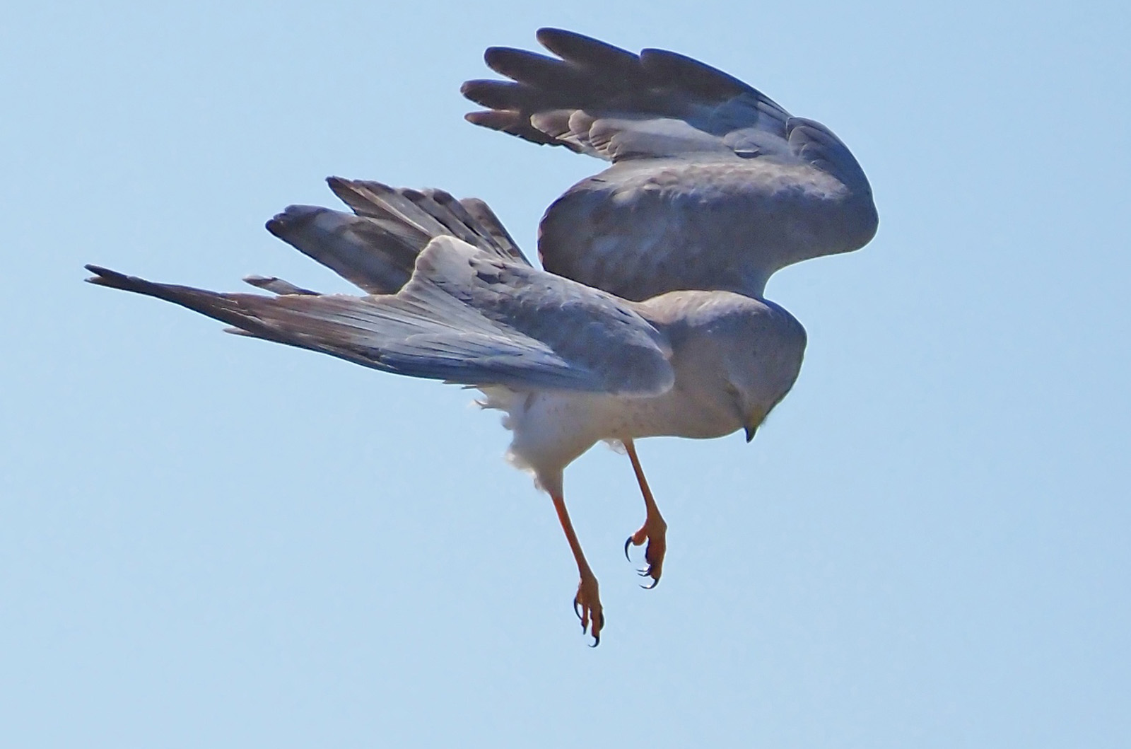 Northern harrier.