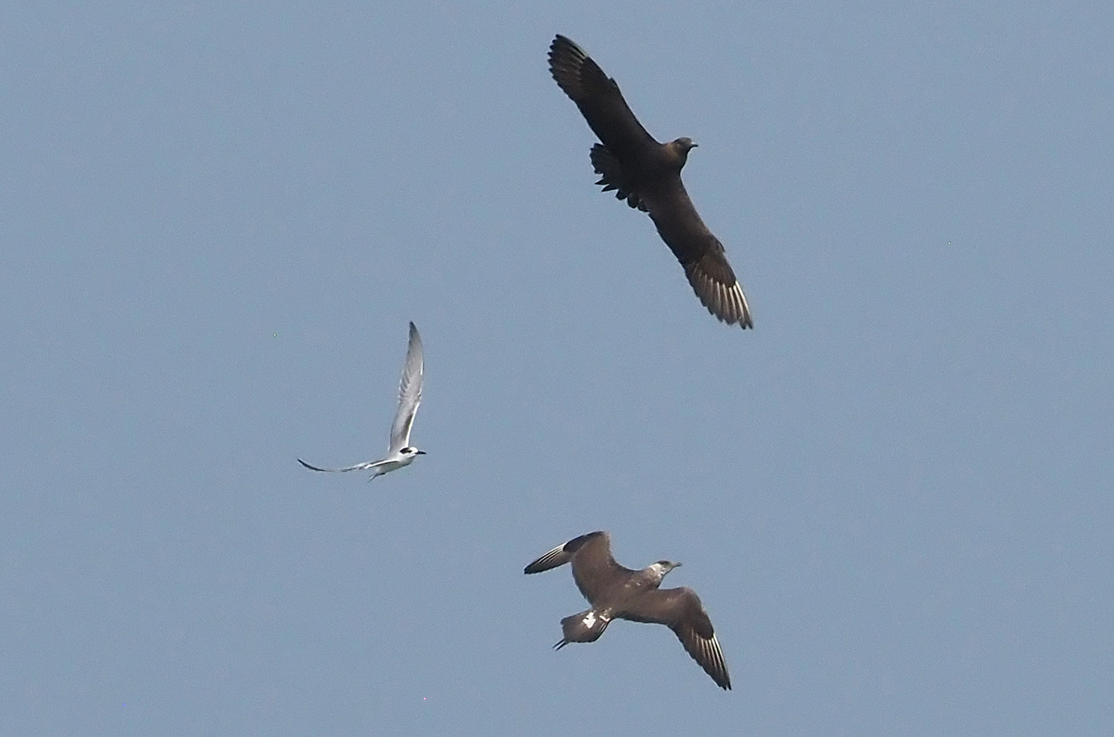 Parasitic jaegers chasing terns.
