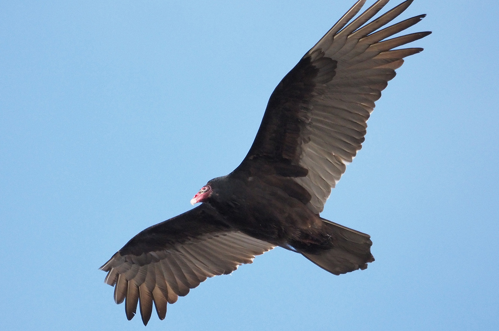 Turkey vulture.