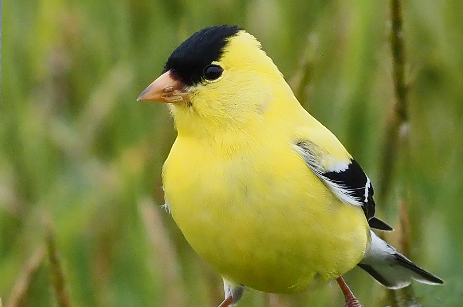 American goldfinch.