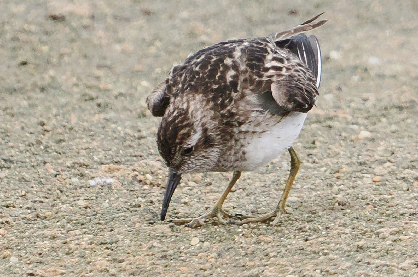 Least sandpiper.