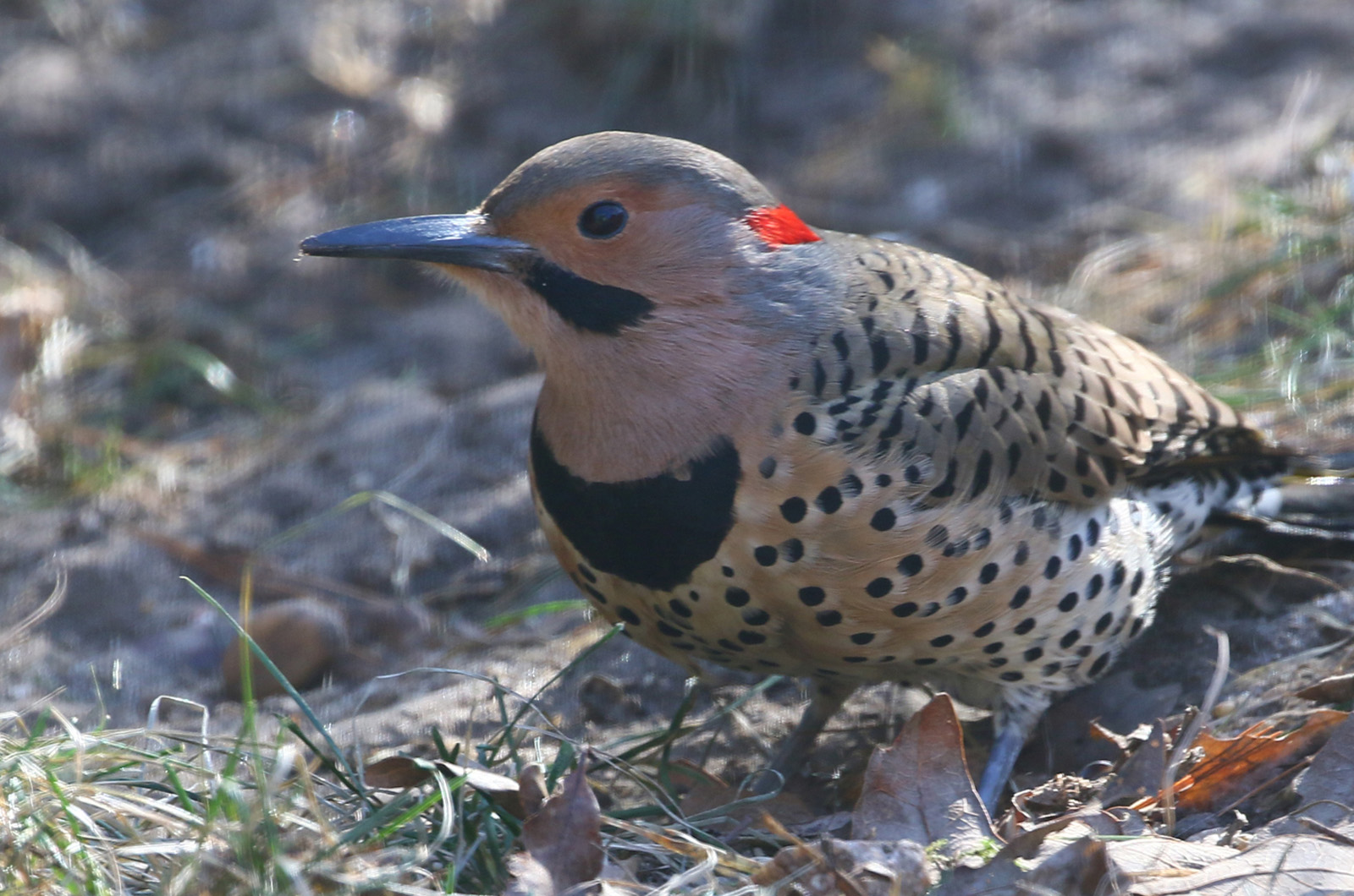 Northern flicker.