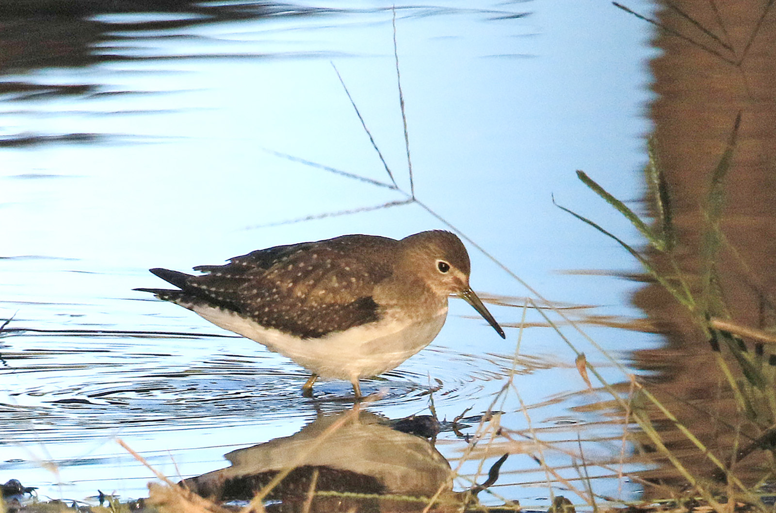 Solitary sandpiper.