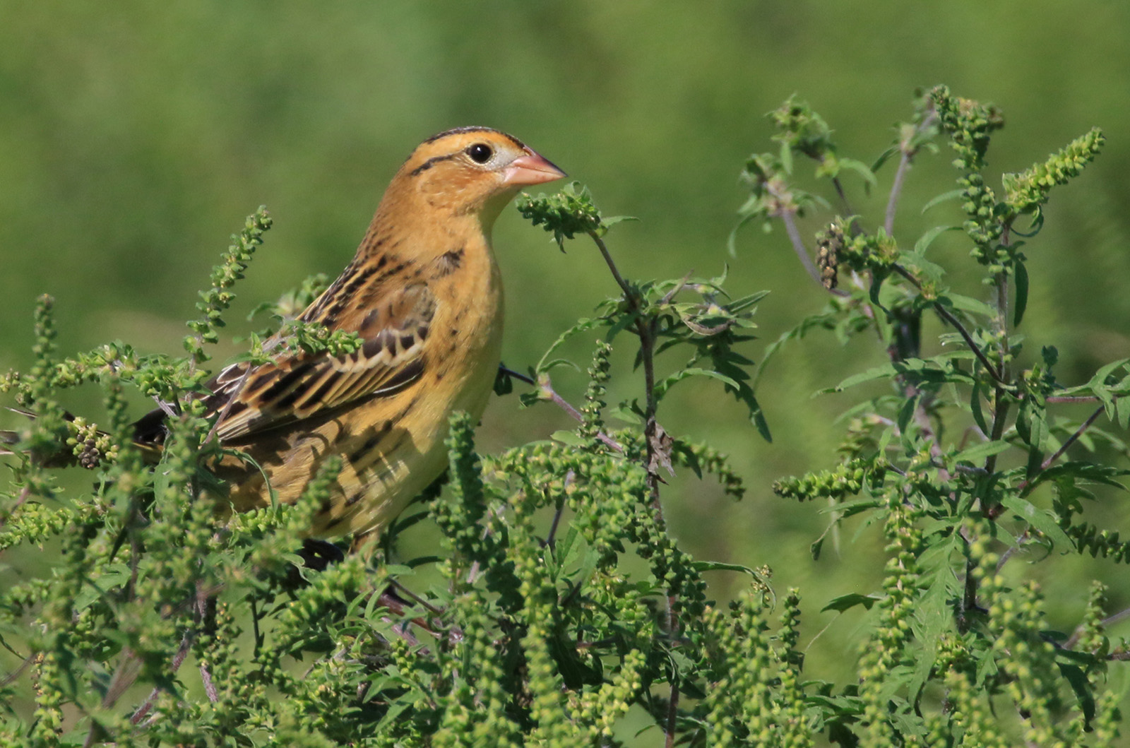 Bobolink.