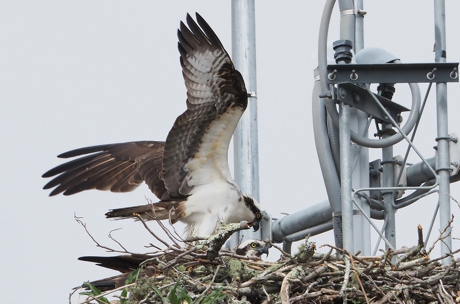 Ospreys.