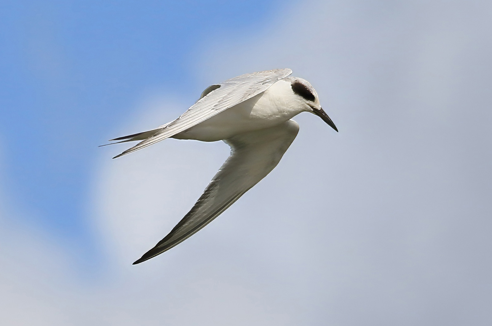 Forster's tern.