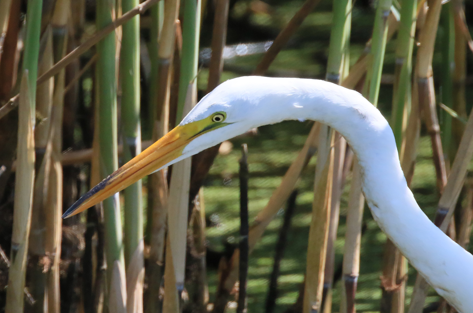Great egret.