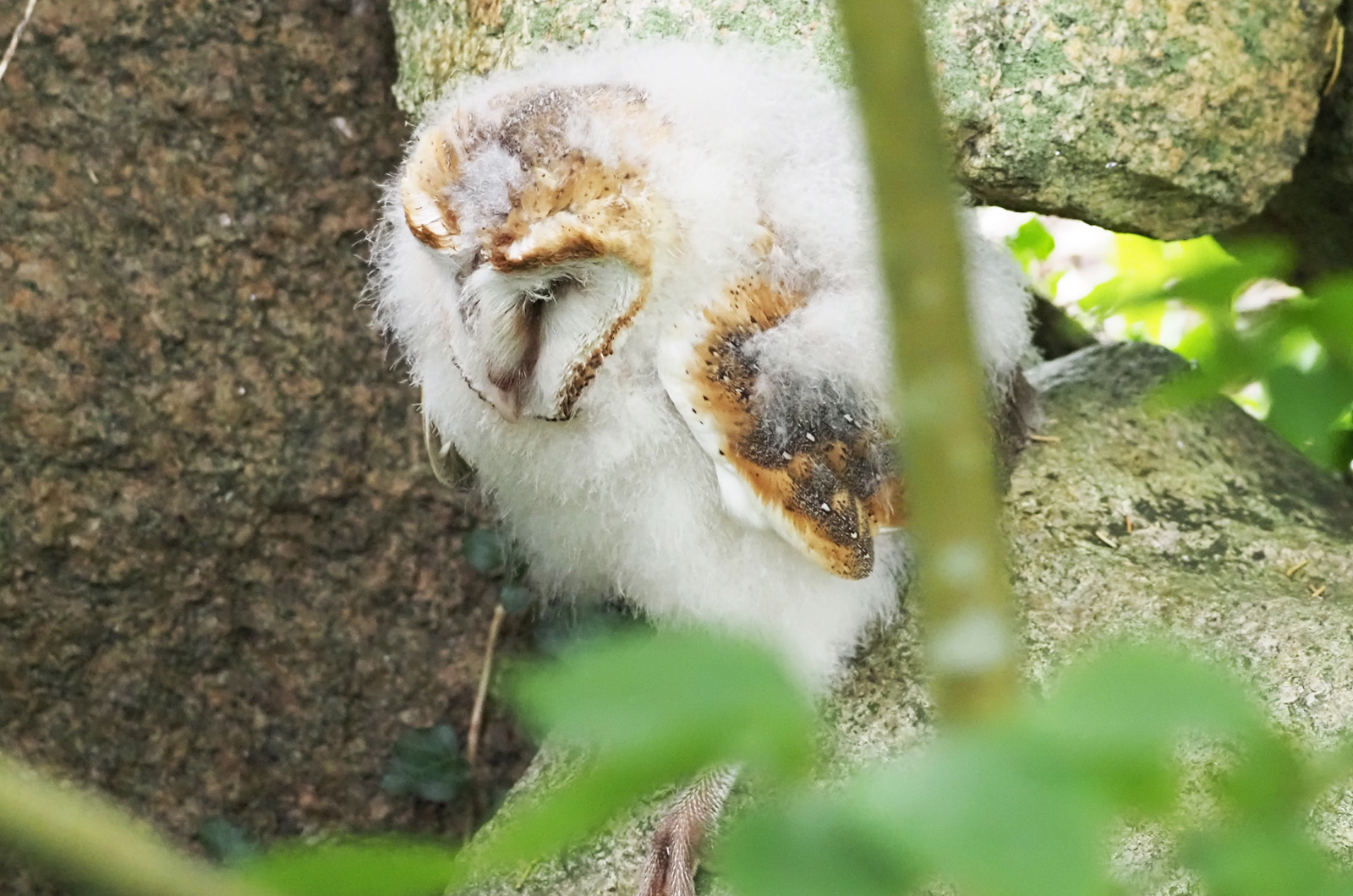 Barn owl chick.