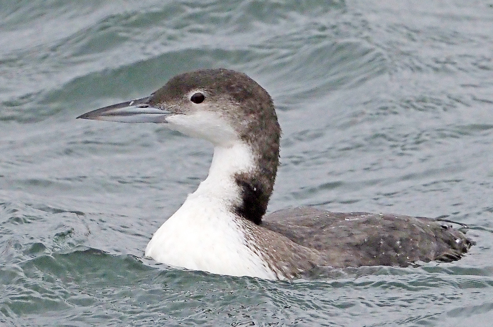 Common loon.