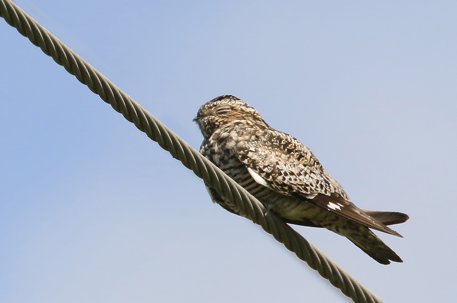 Common nighthawk.