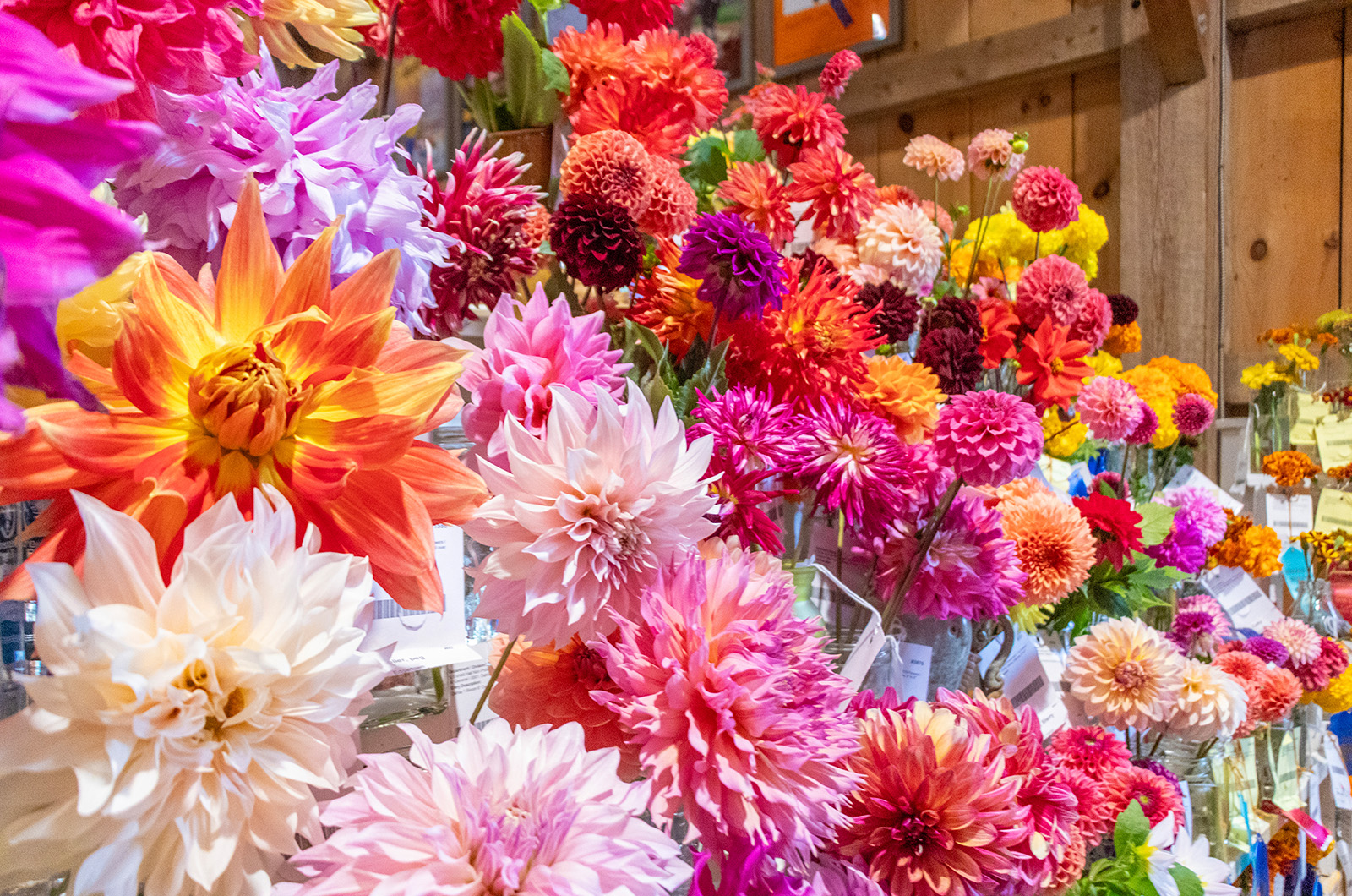 Prize flowers in the exhibit hall.