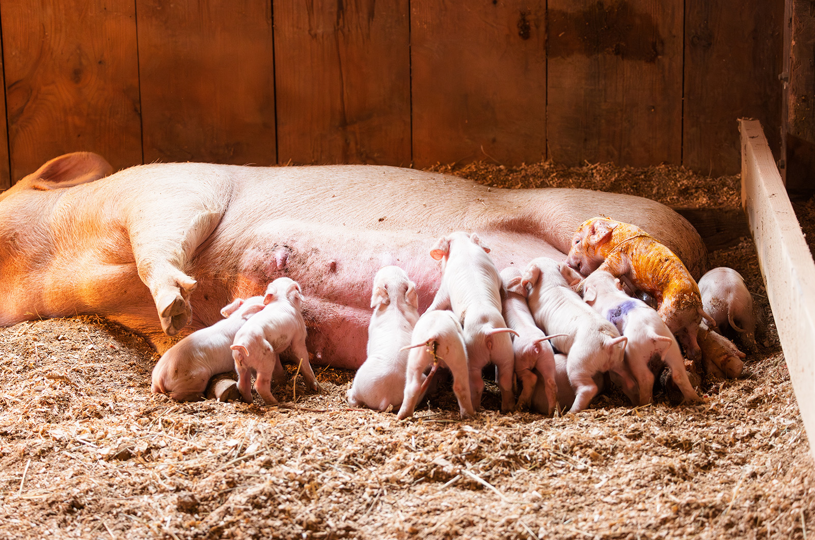 New piglets were born in the barn.