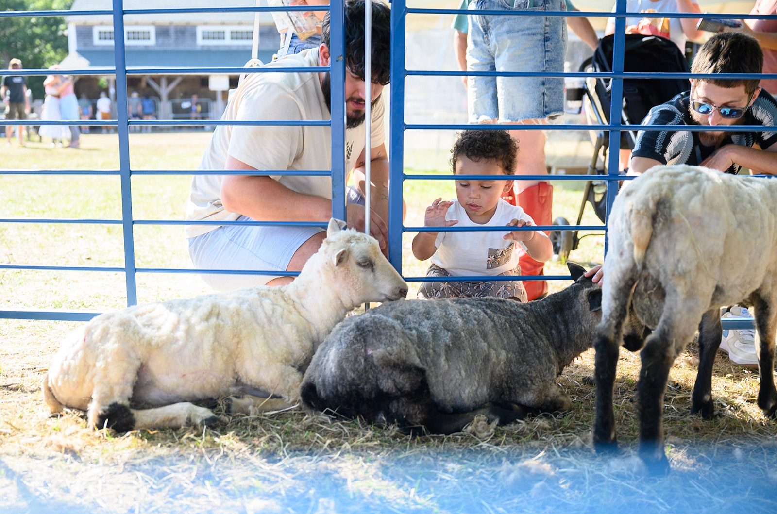 The sheep pen by the fiber tent is a hit with young ones.