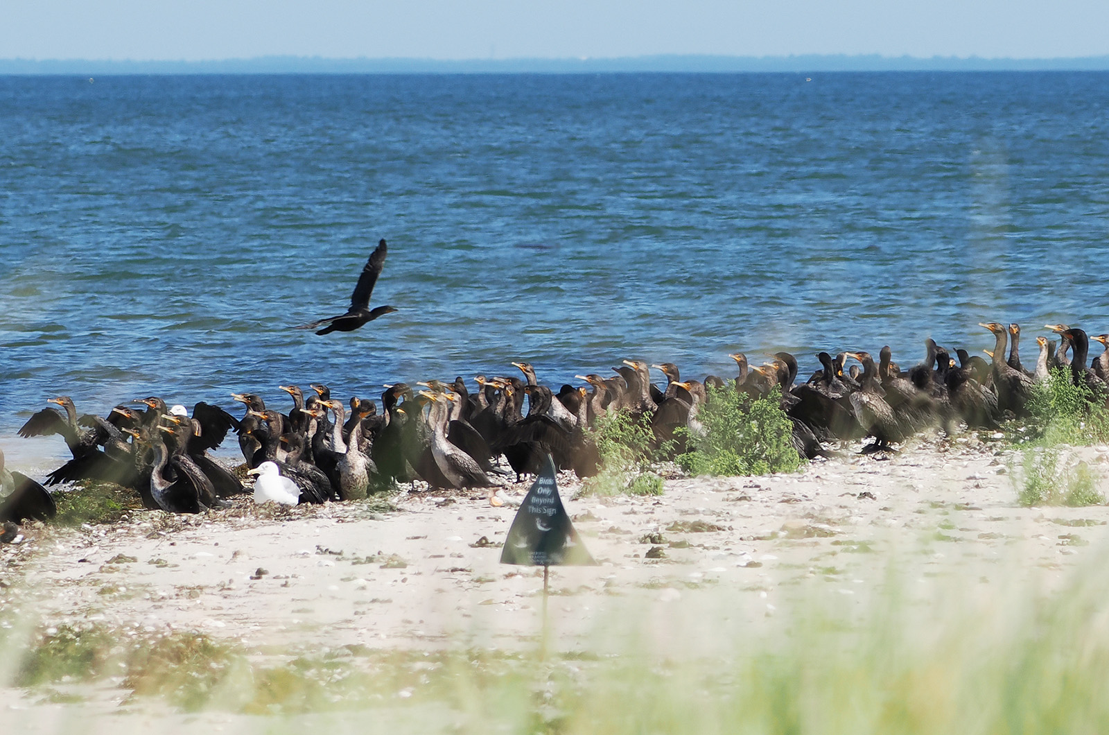 Flock of double-crested cormorants.