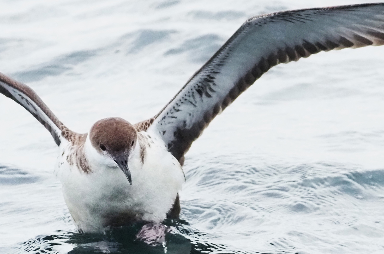 Great shearwater.
