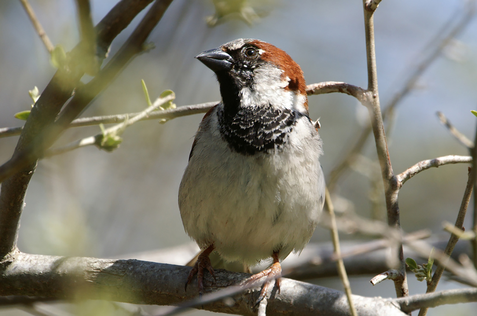 House sparrow.