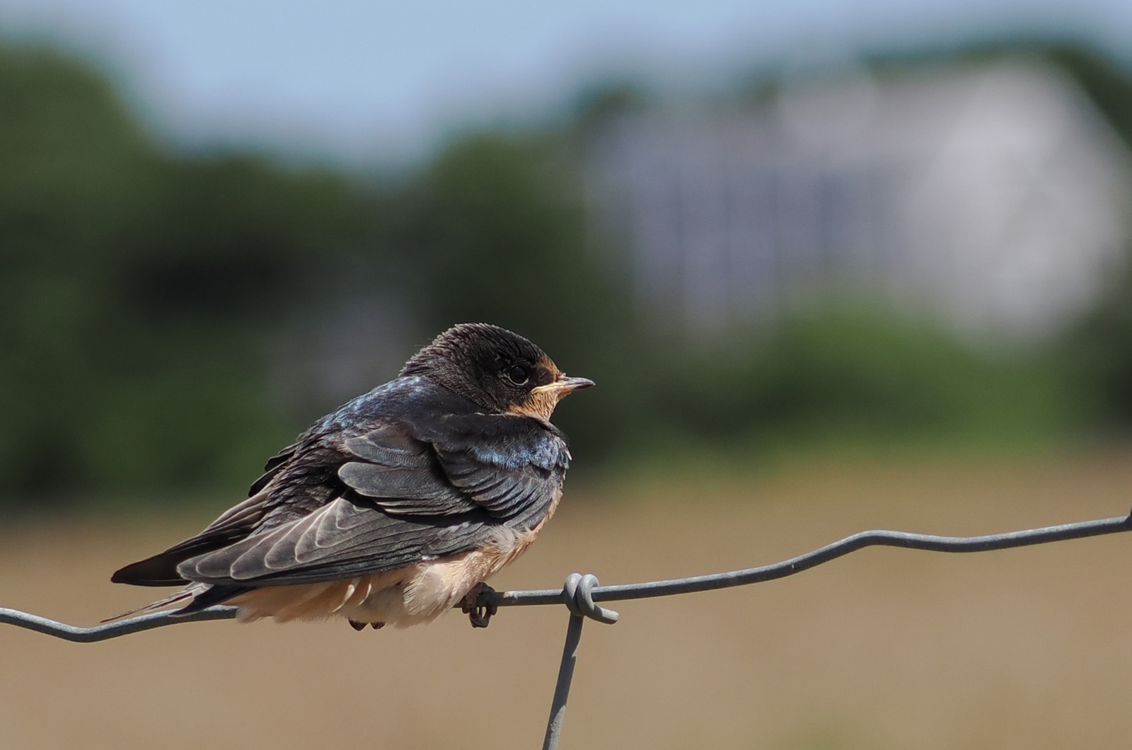 Young barn swallow