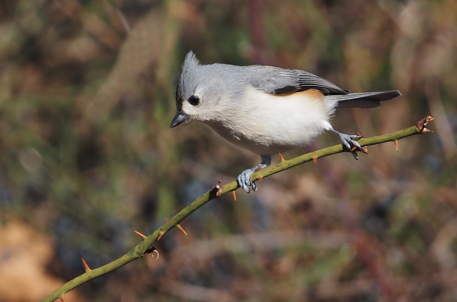 Tufted titmouse.