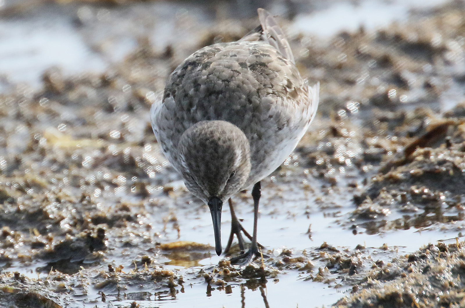 White-rumped sandpiper.