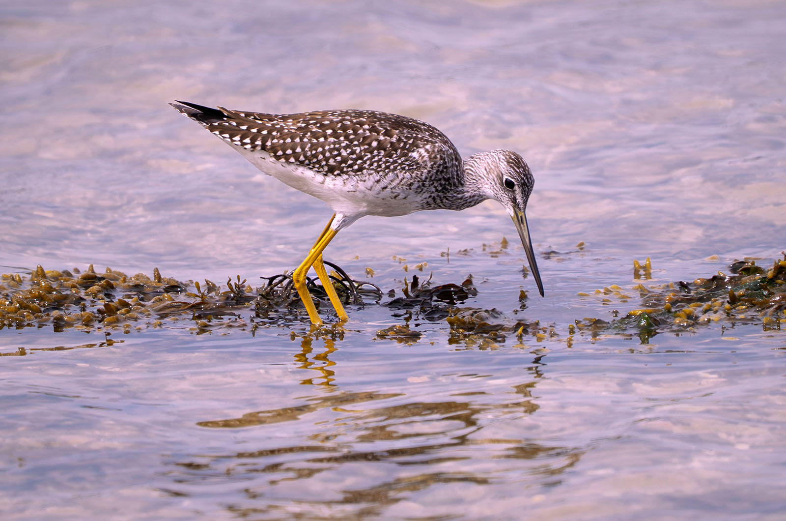 I wouldn't trust this bird ID. There is a "greater" and a "lesser" yellowlegs.