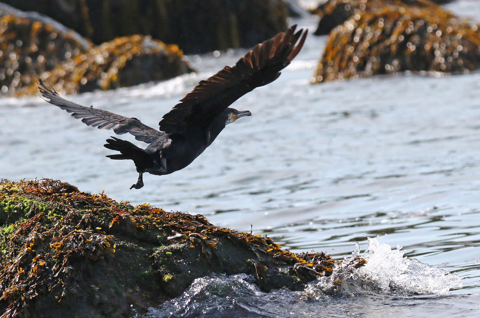 Great cormorant.