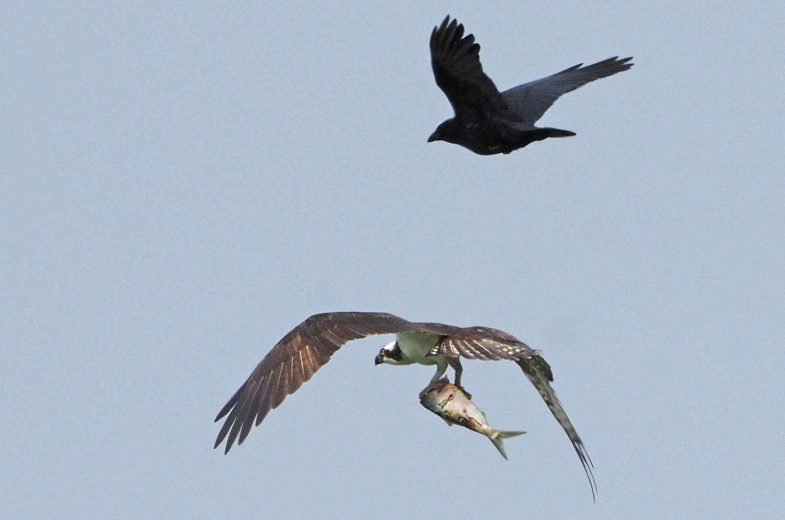 Osprey with American crow.