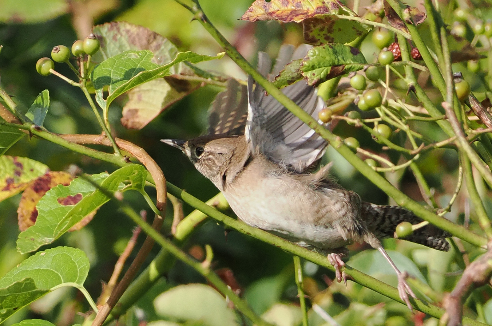 Northern house wren.