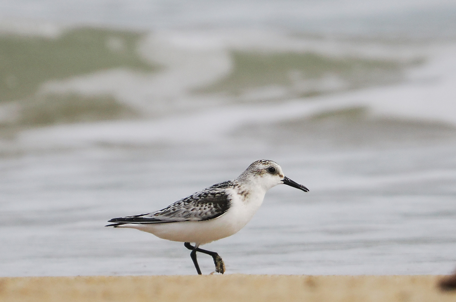 Sanderling.